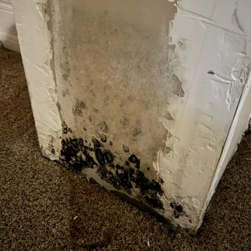 Professional Mold Removal in Maple Grove, MN